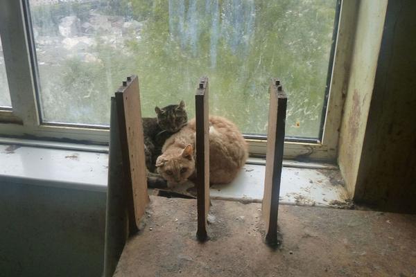 系統(tǒng)禁止運(yùn)行腳本如何解除_泰國教育部長:已臨時(shí)關(guān)閉泰柬邊境地區(qū)近千所學(xué)校