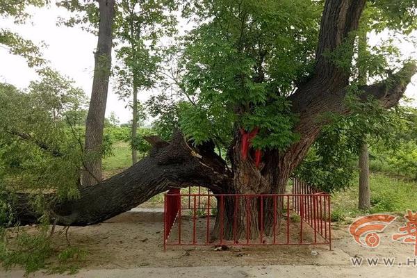 國(guó)家不良反應(yīng)監(jiān)控系統(tǒng)_吳京談流浪地球盜版:砸創(chuàng)作者飯碗