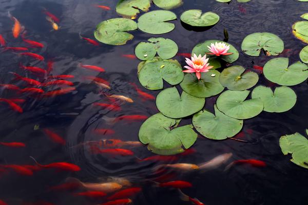 網(wǎng)站SEO_血液科專家揭秘白血病七大誤區(qū)