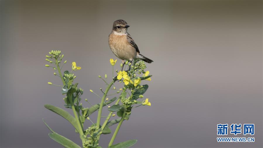 電信詐騙教育視頻短片_拒絕購買iPhoneX 女友提出分手