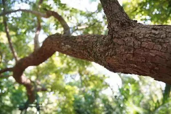 360官網(wǎng)認(rèn)證入口_iPhone 17立大功 蘋果10月創(chuàng)新高