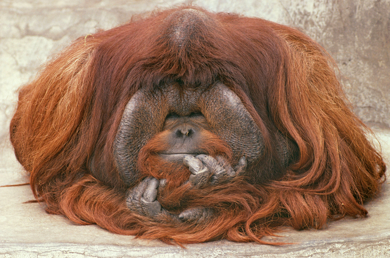 蘋(píng)果cms影院官網(wǎng)在線(xiàn)觀(guān)看視頻_前主編Global丨外媒：MH370深海搜索重啟，家屬能否…