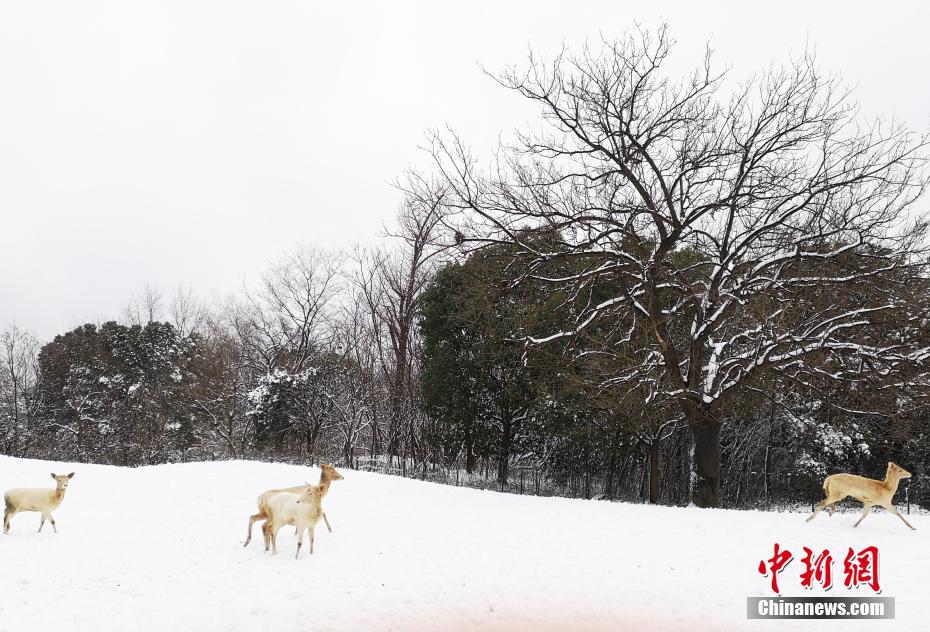 阿里和螞蟻金服押對了支付 但正錯失印度電商良機(jī)