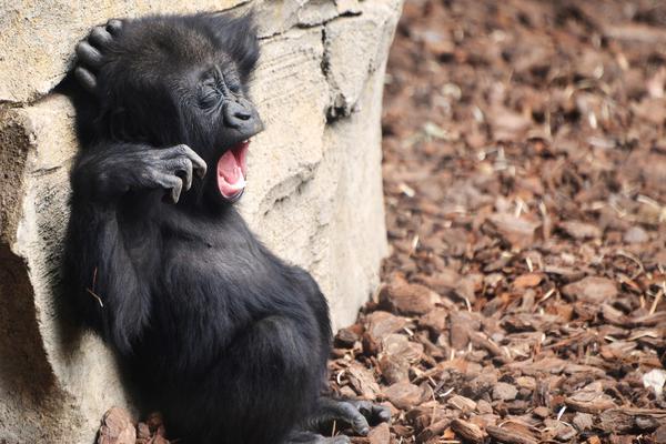 bug的中文意思_“大主母”成短劇圈新晉爆款人設(shè)