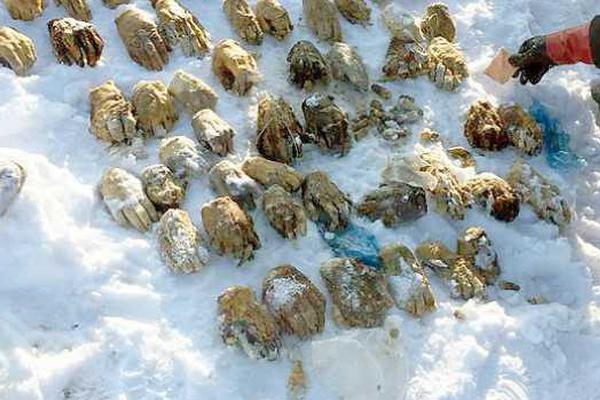 群暉nas容器docker配置nginx跨域_河北尚義鴛鴦湖滑雪場全力備戰(zhàn)新雪季 預(yù)計元旦迎客