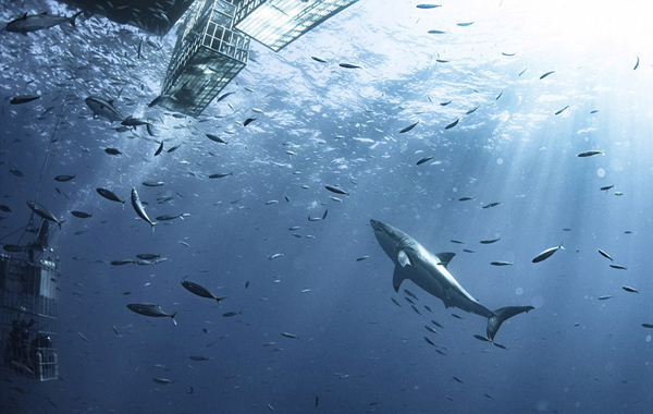 網(wǎng)站帶水印的圖片怎么無水印拿圖_村支書網(wǎng)上賣谷物小米，被小米公司法務投訴下架視頻