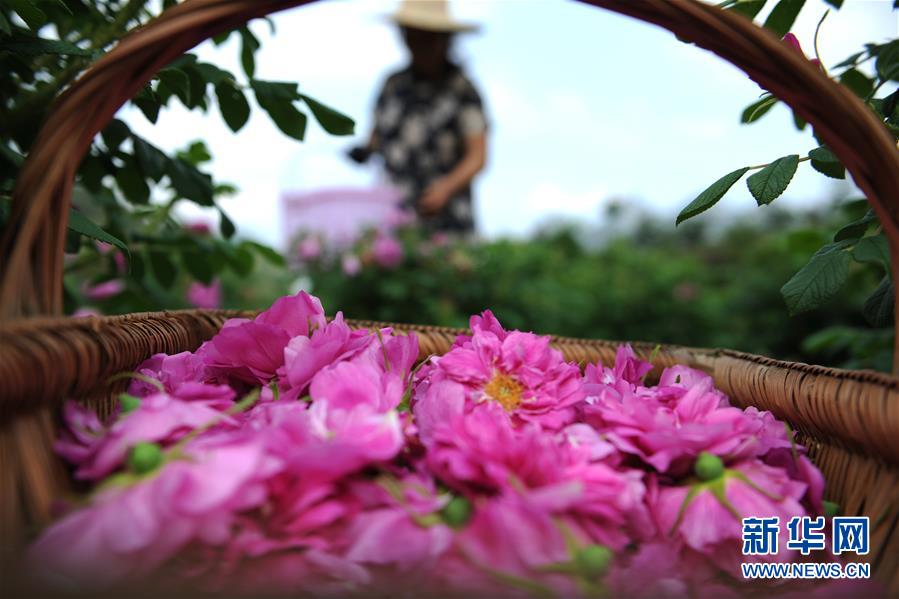 如何根據(jù)期刊卷號查找文獻_iOS 26.2 RC2版本已推送：別急著更新，只因體驗反饋極其不好！