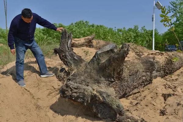 我國油氣生產(chǎn)進入量效齊增與綠色開發(fā)新階段