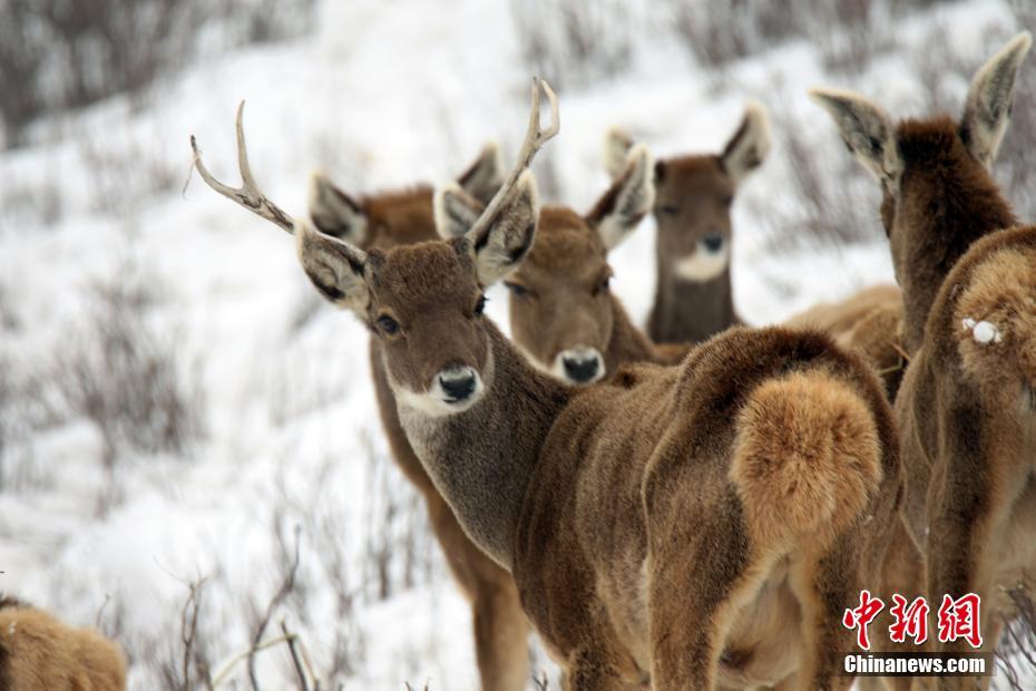 委內(nèi)瑞拉出動(dòng)3架F-16戰(zhàn)機(jī)攔截?cái)硨︼w機(jī)