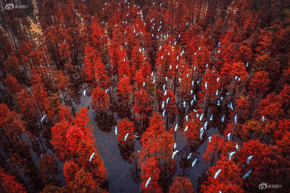 帝國系統(tǒng)欄目訪問權(quán)限_奚美娟事件：三十年謊言！誰是真正的受害者