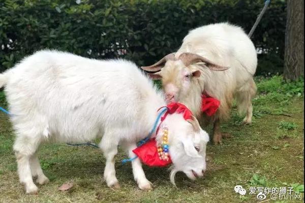 給世界帶來(lái)更多確定性機(jī)遇和發(fā)展希望（國(guó)際論壇）