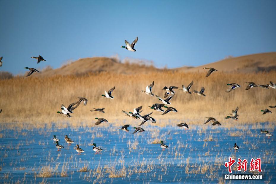 scythex注入器_雪夜雙俠，倒影皆成對(duì)