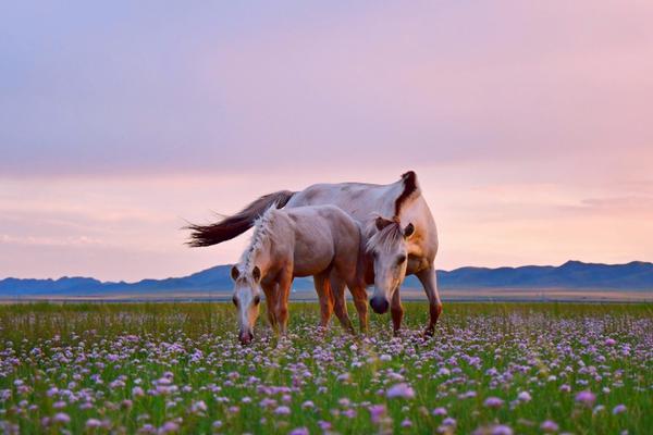 莆田培訓(xùn)機(jī)構(gòu)有哪些_中方：日方應(yīng)做的是認(rèn)真反思糾錯(cuò) 老實(shí)撤回錯(cuò)誤言論