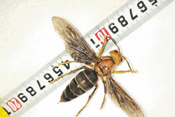 蜘蛛開店接下來又想賣什么_特斯拉Cybercab原型車二季度開始制造