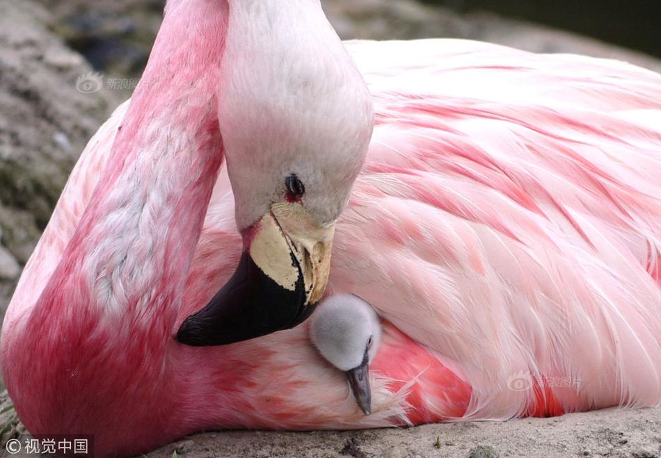 中國所有大學名單_賽博算卦：瓜迪奧拉會不會讓徒弟阿隆索下課？