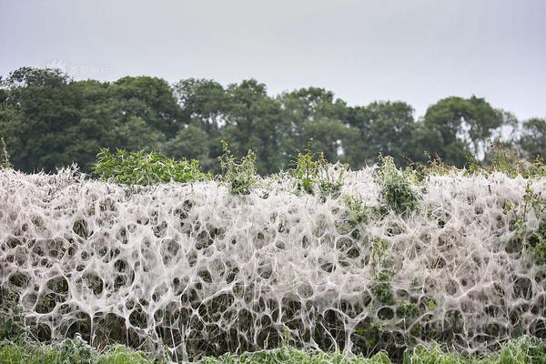 edge瀏覽器老是彈出msn_鄂爾多斯市高質(zhì)量發(fā)展有“力道”