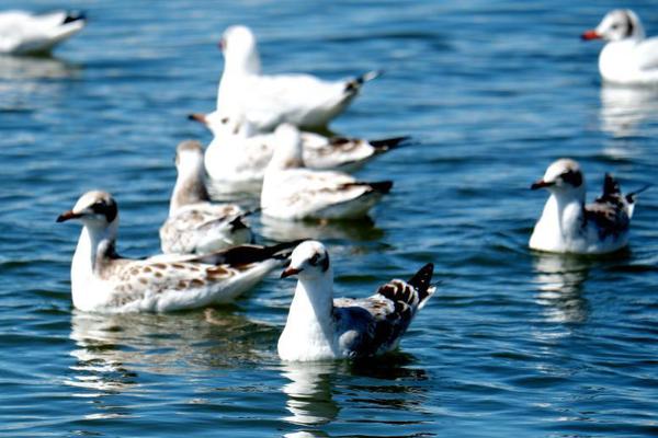 千元頭戴耳機新標桿？水月雨Horizon真實體驗