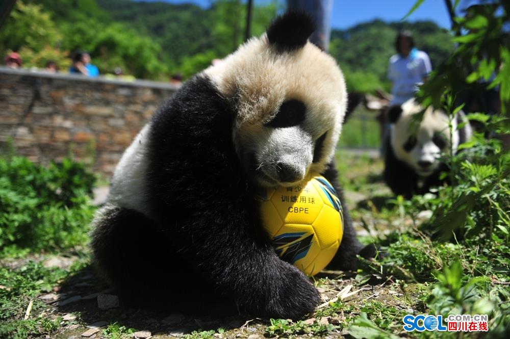 前主編Global丨歐盟凍結(jié)俄資產(chǎn)援烏計劃引爭議，比利時拒絕獨擔(dān)風(fēng)險