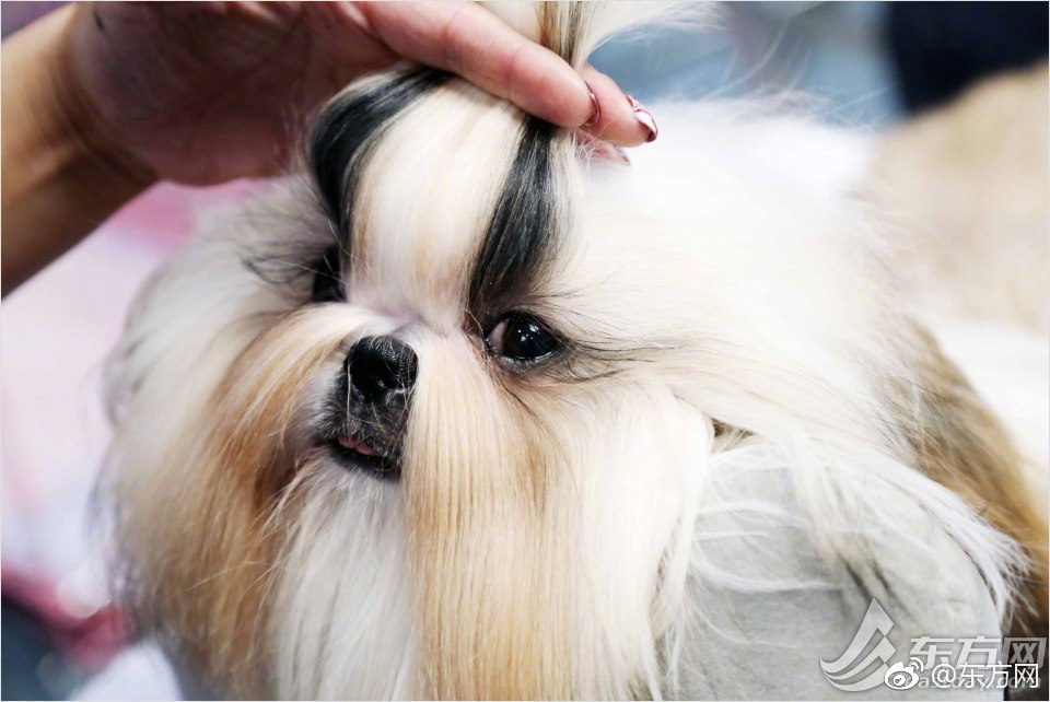 dbveaver公司簡(jiǎn)介_(kāi)中東社交修羅場(chǎng)里，SoulChill的“慢哲學(xué)”