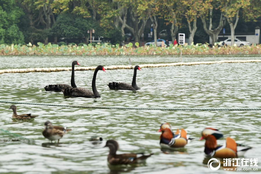阿里域名權(quán)重查詢平臺_泰柬邊境局勢升級:泰國出動F-16 柬埔寨發(fā)射火箭彈