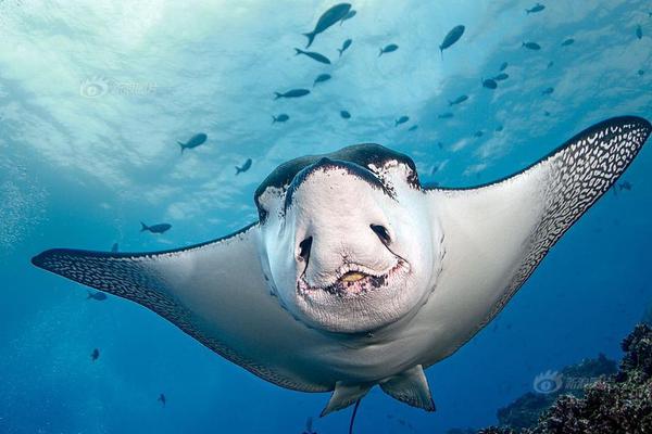 網(wǎng)址查詢域名查詢_美女把客廳爆改成影院 再也不用費錢出去看電影