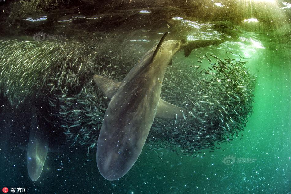 mac系統(tǒng)和windows系統(tǒng)的對(duì)比_風(fēng)向有變？邁阿密時(shí)隔28年選出民主黨人市長(zhǎng)