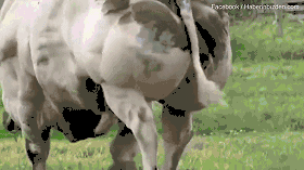 傳奇私服漏洞掃描器_走遍六大洲，三次被宣布死亡，一個(gè)門(mén)將的離譜人生