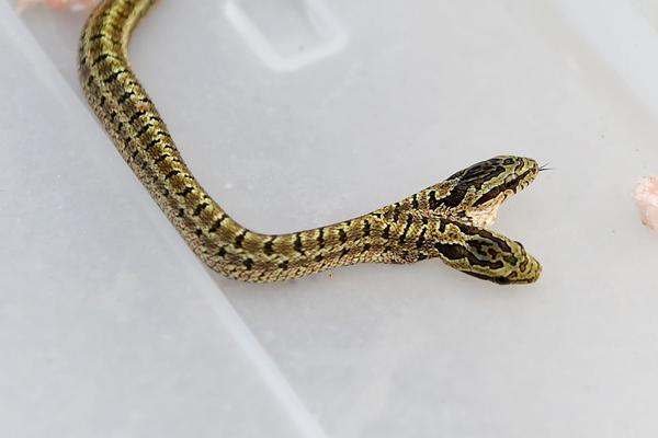 王楚欽用兩個(gè)更字來形容_深度解析吉利超級(jí)AI增程技術(shù)