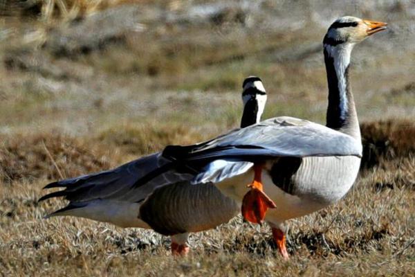 網(wǎng)絡亂象的原因及對策_蘇群：瀚森心態(tài)變化很大 能更從容面對所有事對自己要求更嚴格了