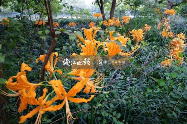 2024年網(wǎng)絡(luò)安全監(jiān)督檢查整改情況報(bào)告_2026“@國(guó)務(wù)院 我為政府工作報(bào)告提建議”