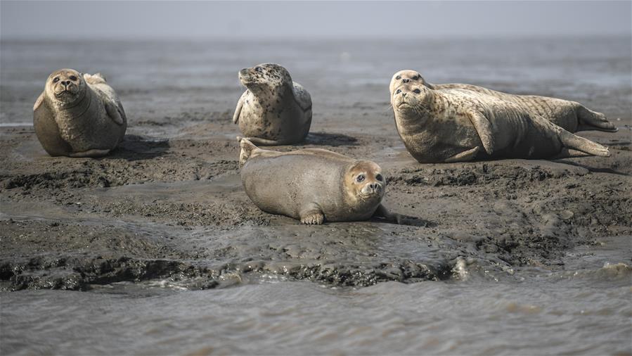 個人手機號被惡意泄露放到網(wǎng)上平臺怎么辦_媒體:別讓校園App“擠爆”手機