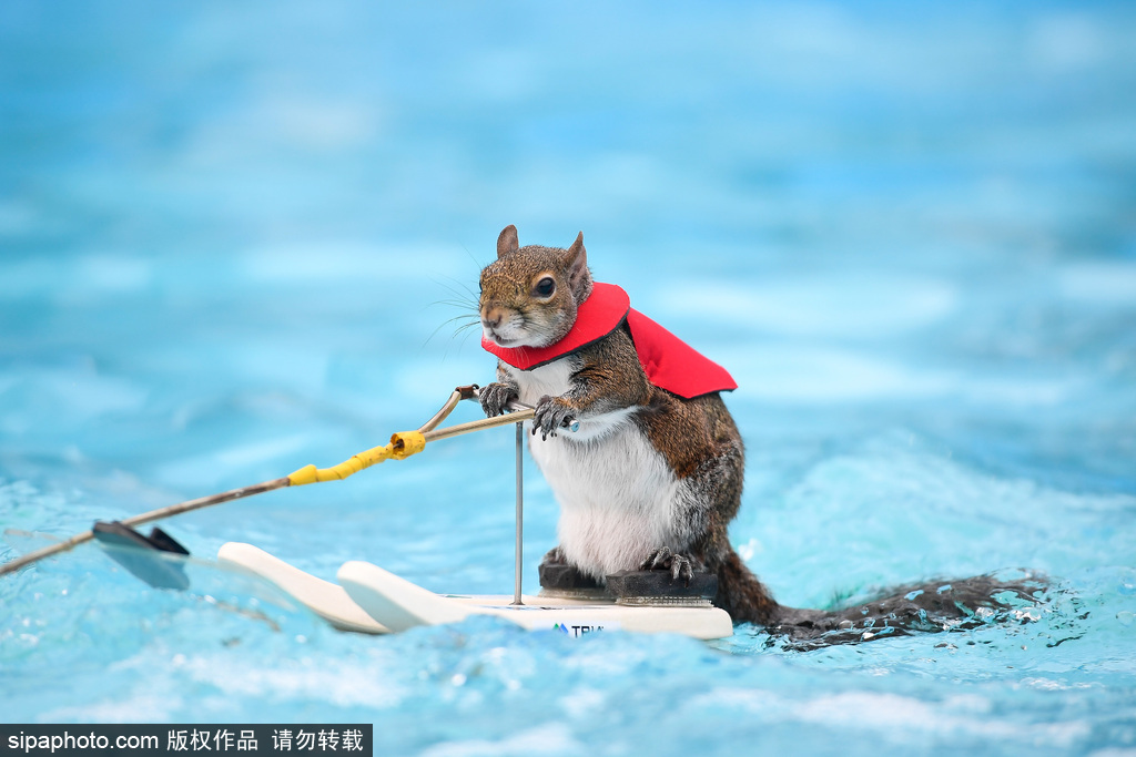 騙子是如何進入微信來入群的_河北尚義鴛鴦湖滑雪場全力備戰(zhàn)新雪季 預(yù)計元旦迎客