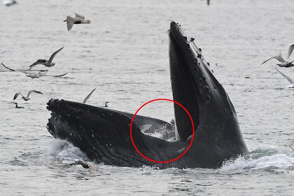 臺(tái)官員稱若解放軍攻臺(tái)可撐超2周 網(wǎng)友:哪來(lái)自信