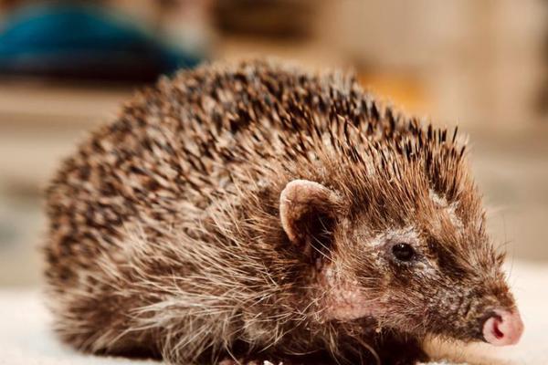 號(hào)碼一鍵查詢_獨(dú)特品種、控溫抗寒……“花仙子”用這些技能扮靚世園會(huì)