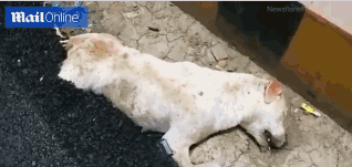 這場(chǎng)會(huì)議如何定調(diào)“開(kāi)局之年”