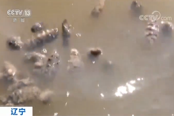 計網(wǎng)專業(yè)學(xué)什么編程語言_NASA最新研究報告稱宇宙膨脹速度比之前預(yù)測快10%