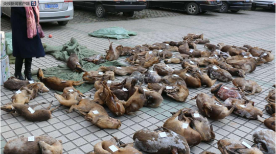 技術(shù)方面的脆弱性管理有哪些_陜西一地噴顏料染綠草坪系謠言