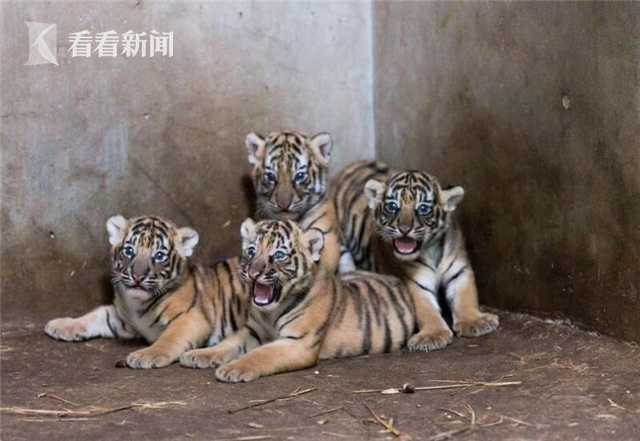 北京互聯(lián)網(wǎng)法院民事判決書_零百2.5s 純電保時(shí)捷Cayenne Turbo新車圖解