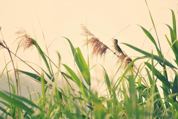 數(shù)學(xué)與人類文明讀后感_【GET2025】小葉子&刺猬英語創(chuàng)始人葉濱：AI與游戲化的融合突破