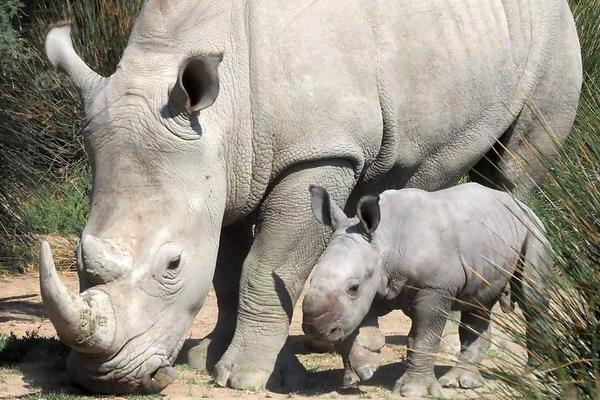 pikachu暴力破解字典_地球黃金估計4億億噸，為啥黃金還那么貴