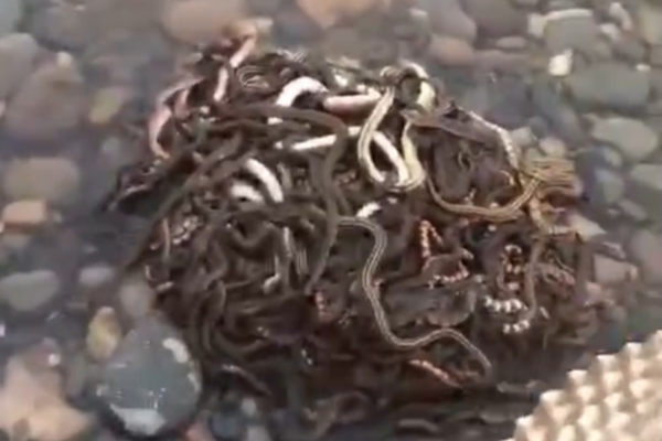 semantic mediawiki_歐冠意甲戰(zhàn)況:亞特蘭大6輪13分高居第3 國米12分第5