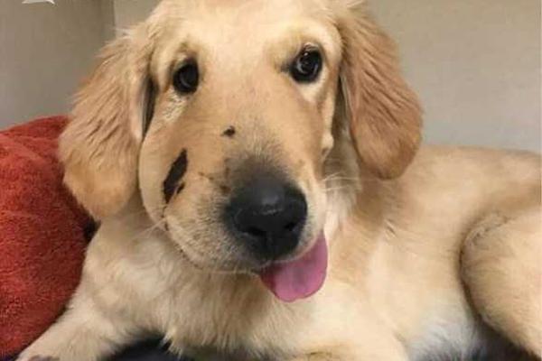 asp引擎官網(wǎng)_曝iPhone20將搭載無開孔屏