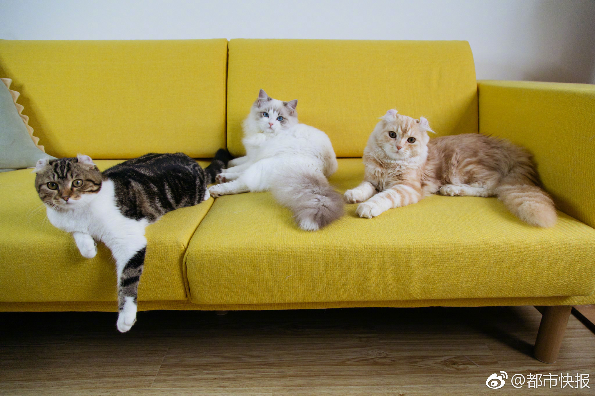 貝銳內(nèi)網(wǎng)穿透軟件_“牢記教導 心有榜樣”圖畫書系列發(fā)布會在黃山書會舉行