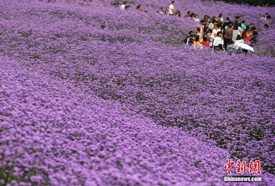 云川九霄內(nèi)部賬號套路_