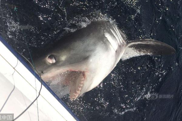 c語(yǔ)言教程菜鳥教程_售價(jià)43.99/46.99萬元 至境世家正式上市