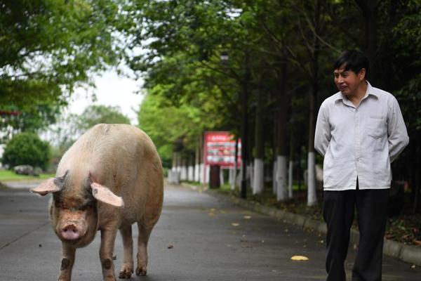海外銀聯(lián)支付交易平臺(tái)_余承東官宣首款mpv命名為智界v9