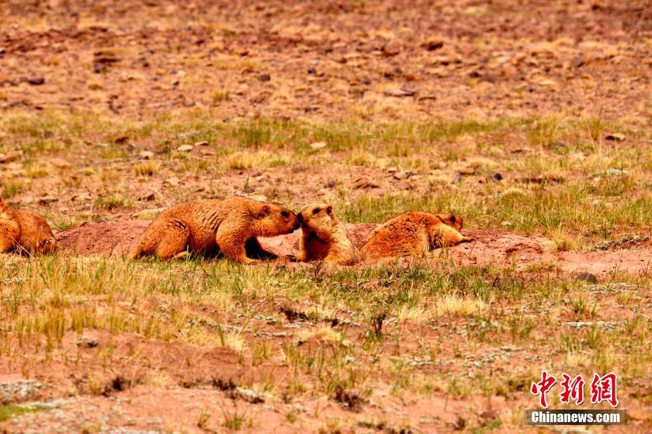 form表單的method屬性_參觀這座紀念館時，習近平提了68個問題