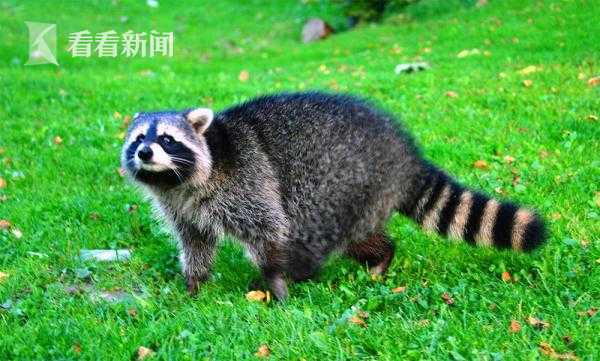 互聯(lián)網(wǎng)平臺排查整治行動情況總結(jié)_西安球迷輾轉(zhuǎn)南北助威廣東 跨越2000公里只停留16小時