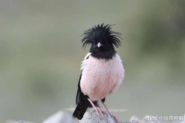 站內(nèi)搜索是什么_甲流后咳不停？這份“止咳攻略”請收好