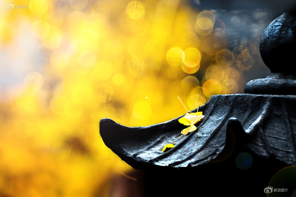 安卓web服務(wù)器app下載_中山佳能裁員補(bǔ)償2.5N，有員工拿了88萬(wàn)